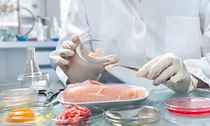 Food safety concept Quality control expert inspecting at food specimen in the laboratory