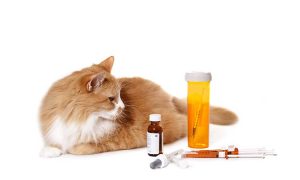 farmac animales farmac animales