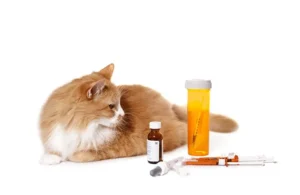 Medicamentos de uso veterinario junto a un gato